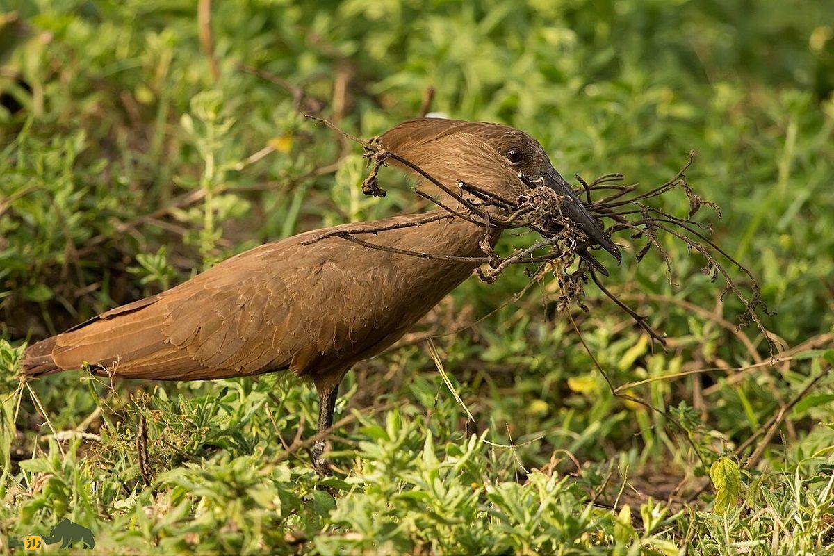 سرچکشی؛ پرندهای با ویژگیهای جادویی و سری شبیه چکش که در عربستان سعودی زندگی میکند سرچکشی