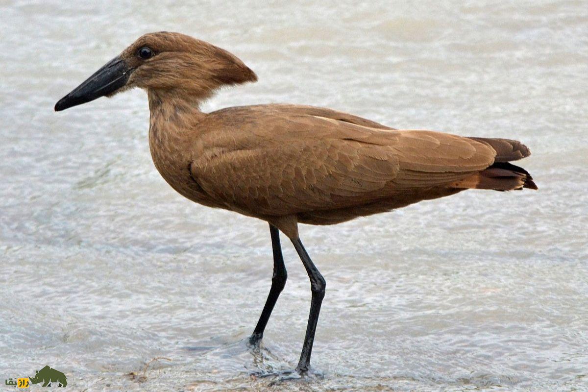 سرچکشی؛ پرندهای با ویژگیهای جادویی و سری شبیه چکش که در عربستان سعودی زندگی میکند سرچکشی