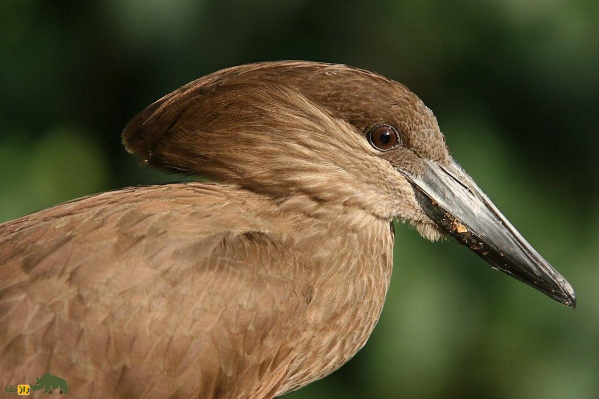 سرچکشی؛ پرندهای با ویژگیهای جادویی و سری شبیه چکش که در عربستان سعودی زندگی میکند سرچکشی