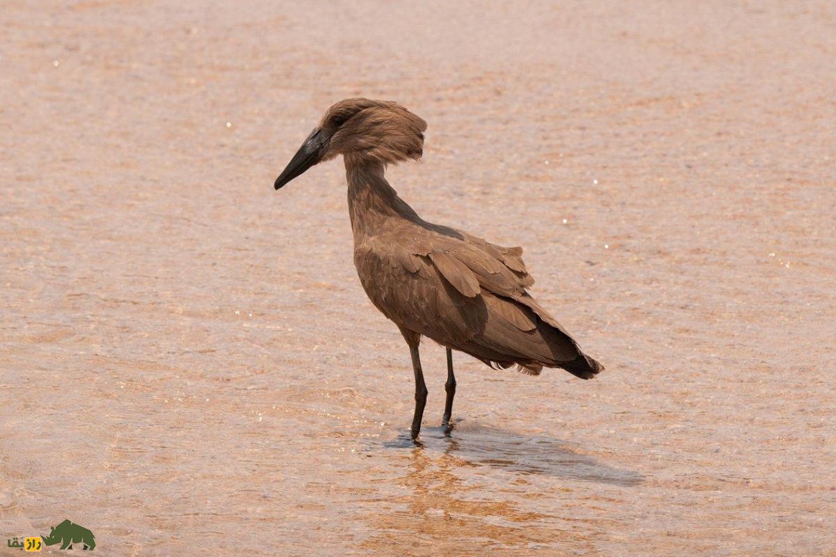 سرچکشی؛ پرندهای با ویژگیهای جادویی و سری شبیه چکش که در عربستان سعودی زندگی میکند سرچکشی