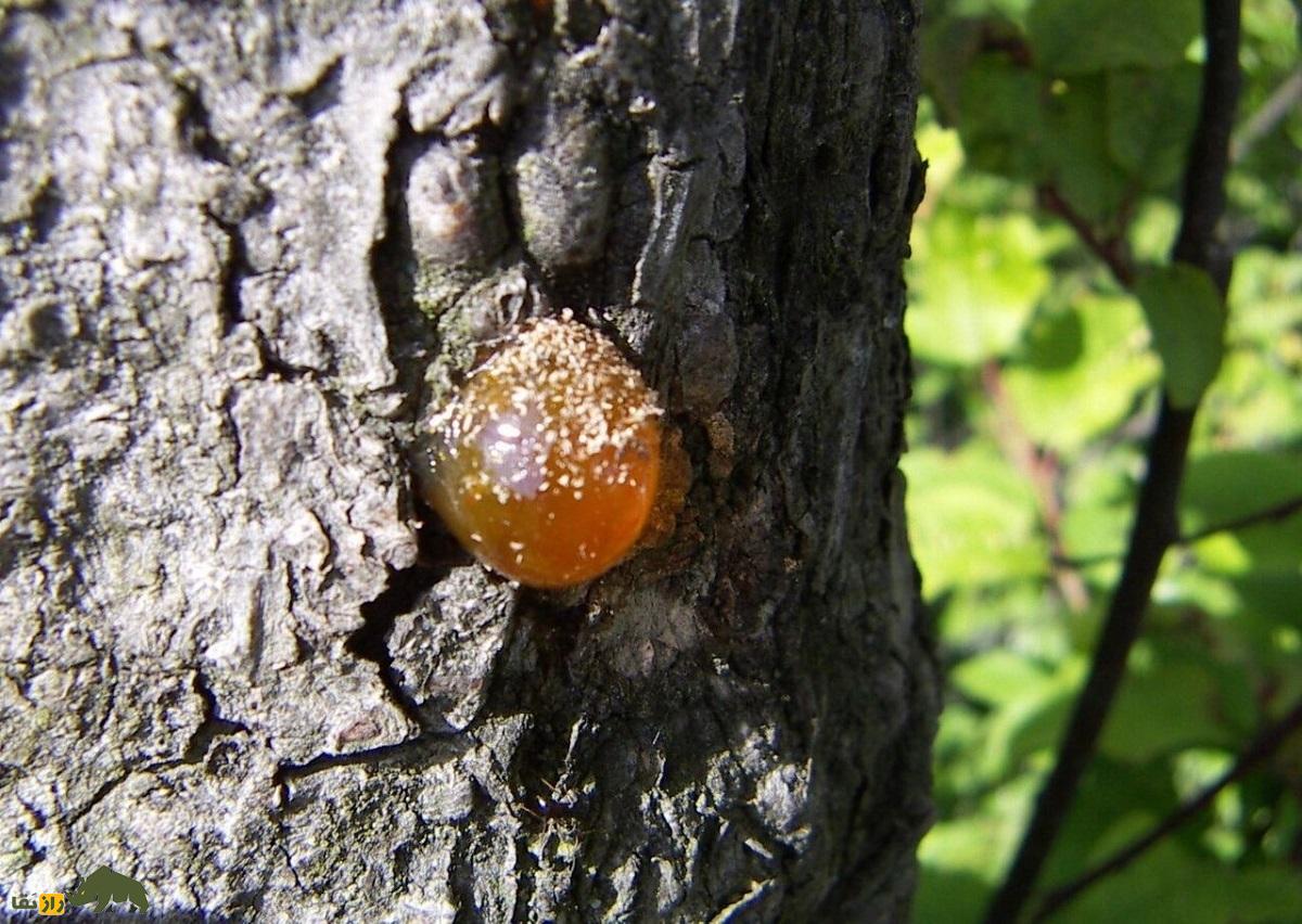 آدامس کُردی یا سقز