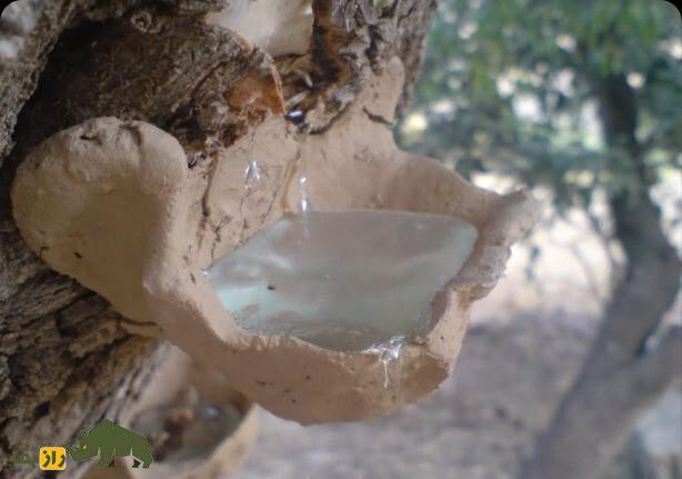 آدامس کُردی یا سقز