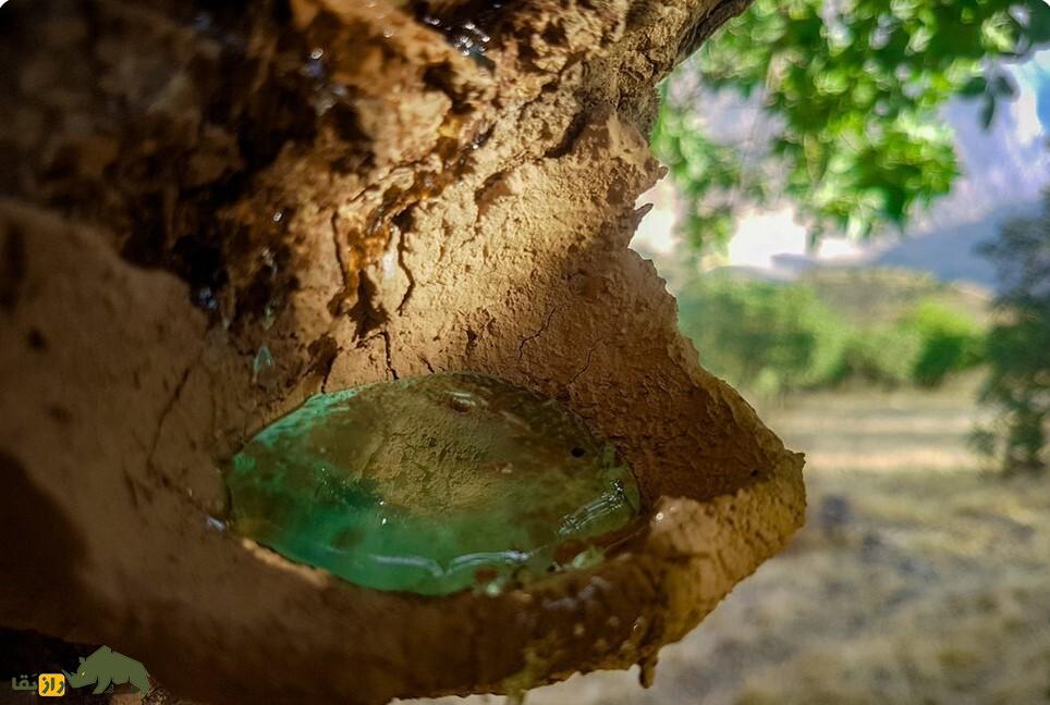 آدامس کُردی یا سقز