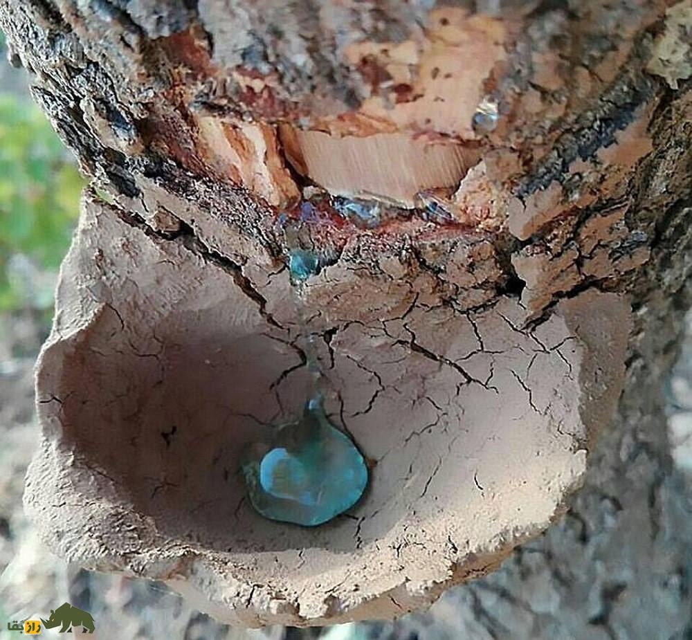 آدامس کُردی یا سقز