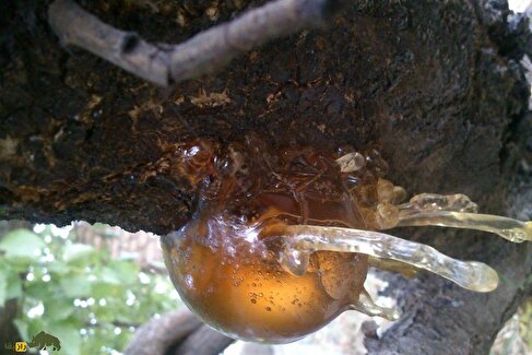 آدامس کُردی یا سقز؛ آدامسی طبیعی که با شیوه‌ای تاریخی از درخت استخراج می‌شود و اروپایی‌ها عاشق آن هستند