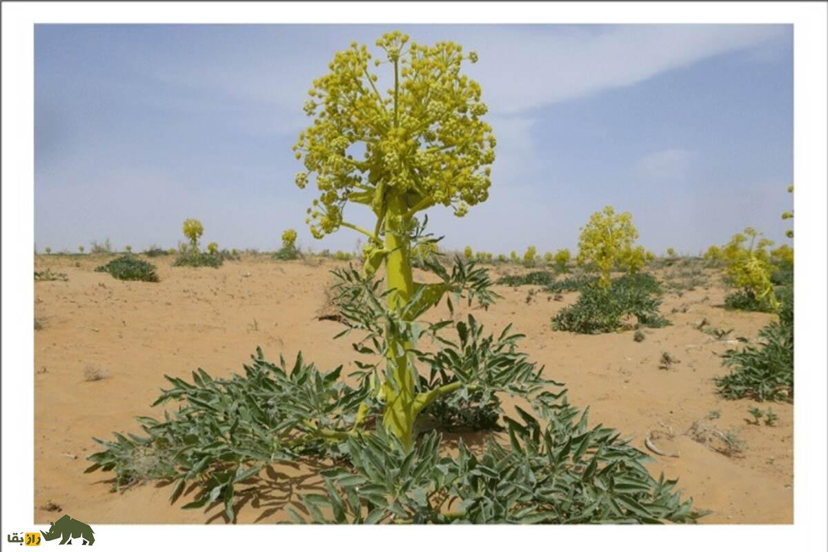 کشت آنغوزه در نهبندان؛ گیاه دارویی با درآمد میلیونی، کم‌مصرف و صادراتی در دل کویر ایران