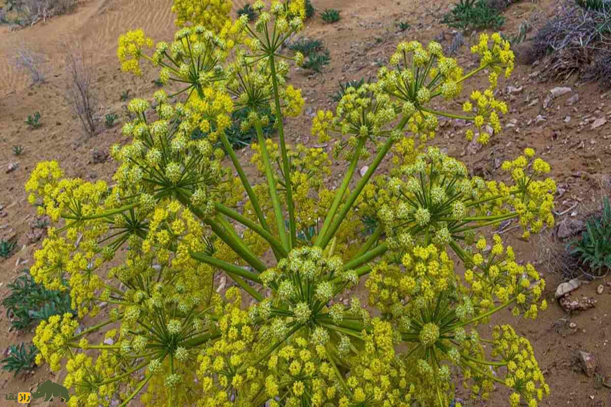 کشت آنغوزه در نهبندان؛ گیاه دارویی با درآمد میلیونی، کم‌مصرف و صادراتی در دل کویر ایران