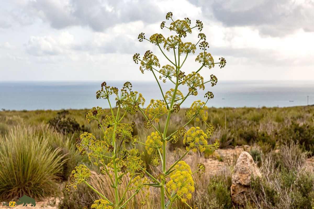 کشت آنغوزه در نهبندان؛ گیاه دارویی با درآمد میلیونی، کم‌مصرف و صادراتی در دل کویر ایران