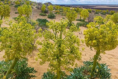 کشت آنغوزه در نهبندان؛ گیاه دارویی با درآمد میلیونی، کم‌مصرف و صادراتی که در دل کویر ایران کاشته شده است