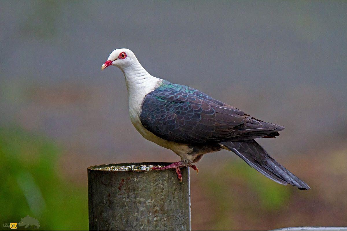 کبوتر کلهسفید؛ کبوتری که میوههای سمی میخورد و طرفدار سرسخت درخت کافور است کبوتر کلهسفید