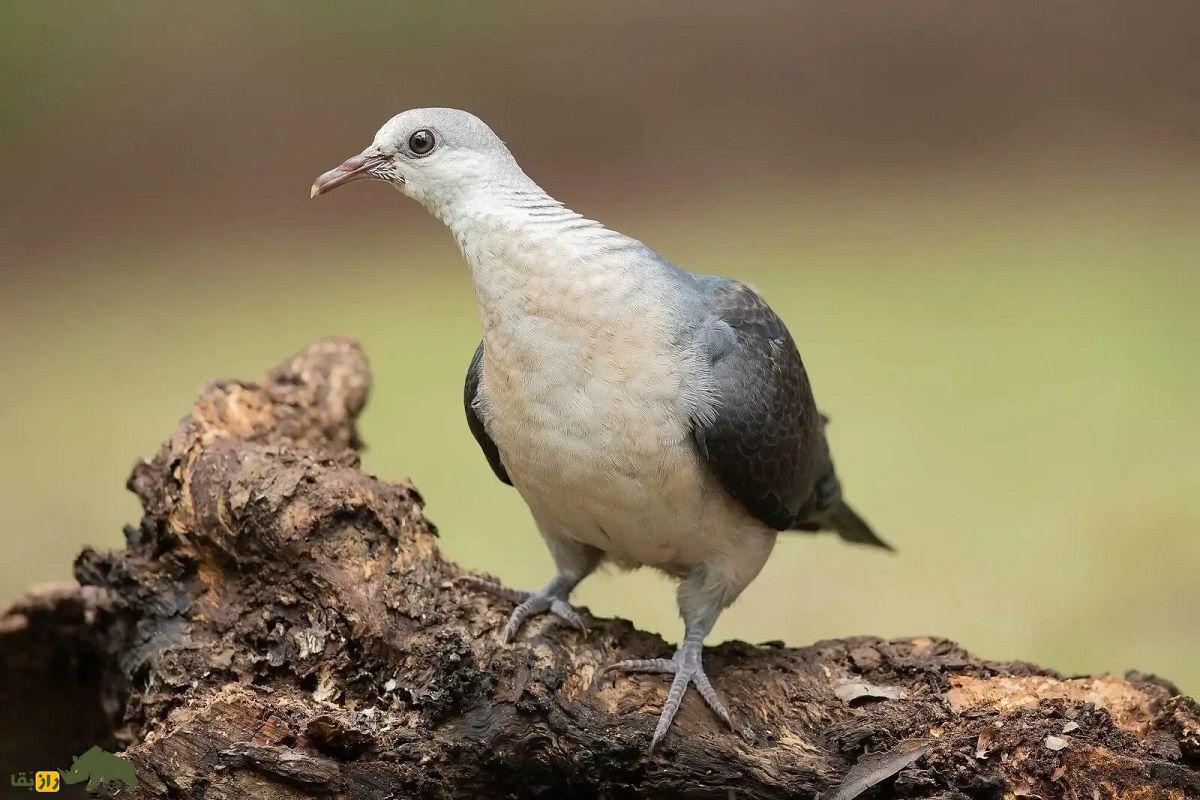 کبوتر کلهسفید؛ کبوتری که میوههای سمی میخورد و طرفدار سرسخت درخت کافور است کبوتر کلهسفید