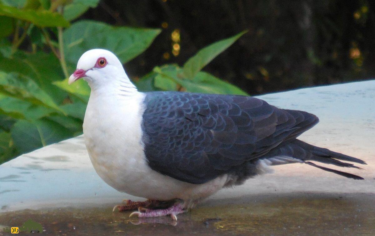 کبوتر کلهسفید؛ کبوتری که میوههای سمی میخورد و طرفدار سرسخت درخت کافور است کبوتر کلهسفید