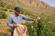 کشت گل محمدی در داراب؛ روایت واقعی از یک کشاورزی کممصرف و پر درآمد که مردم روستا را ثروتمند کرد