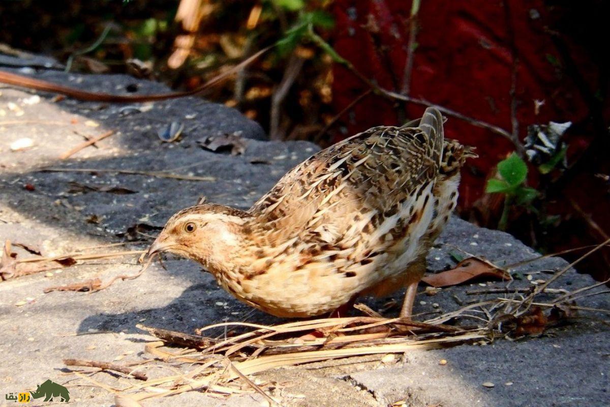 بلدرچین فرعون