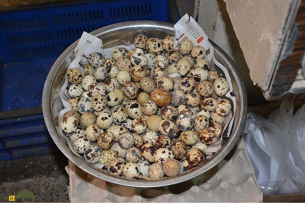 بلدرچین فرعون