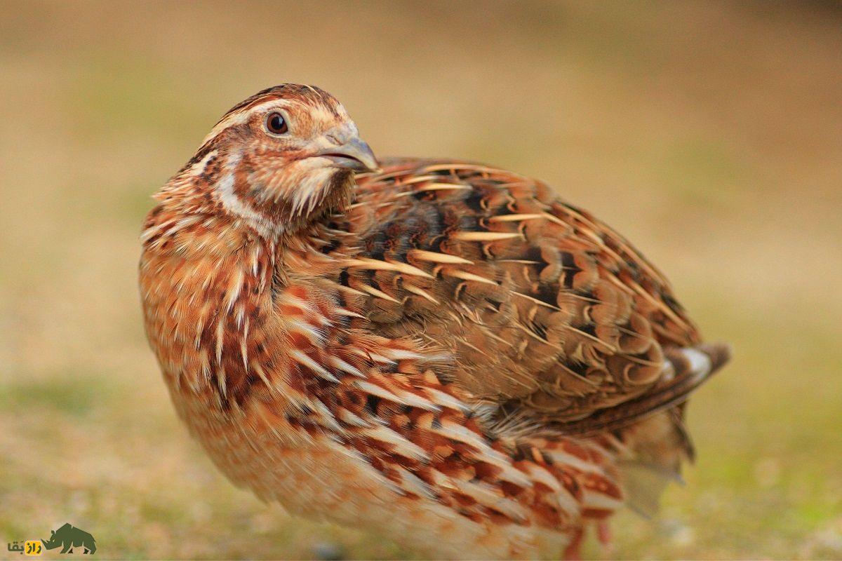 بلدرچین فرعون