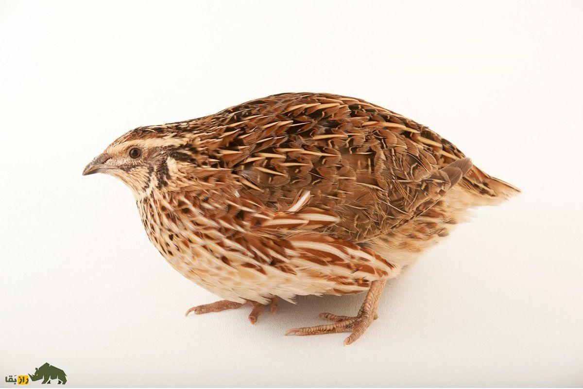 بلدرچین فرعون