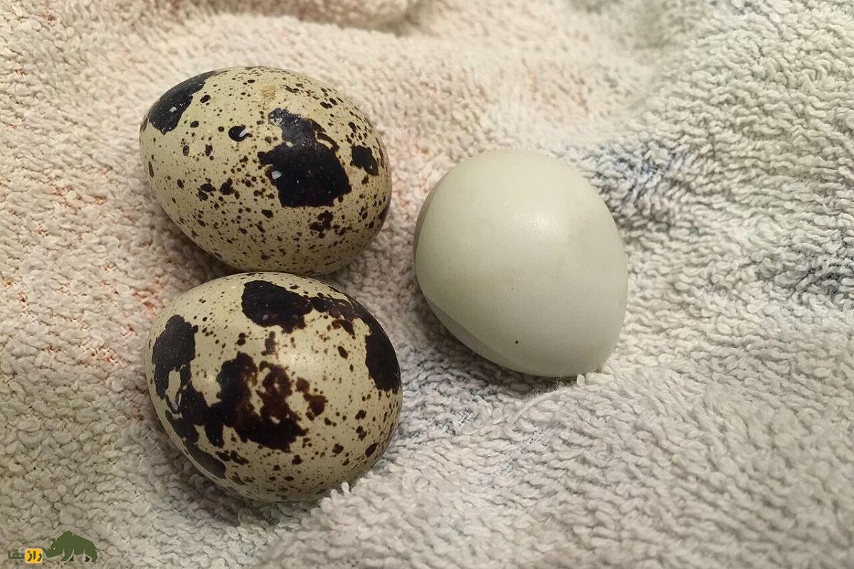 بلدرچین فرعون