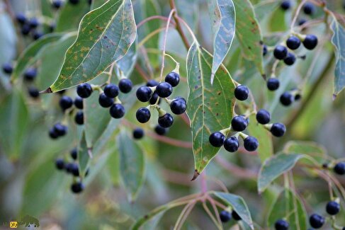 درخت کافور؛ درختی همیشه سبز و خوش عطر که کافور تولید می‌کند | کافور چیست و چرا در سربازی از کافور استفاده می‌شود؟