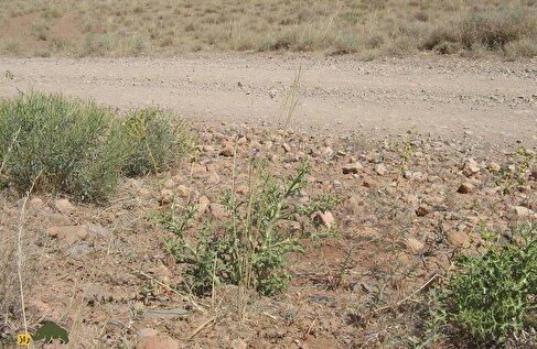 خوشاریزه؛ گیاهی دارویی و خوراکی که هم دل‌پیچه را درمان می‌کند و هم بهترین ترکیب برای معطر کردن ماست است