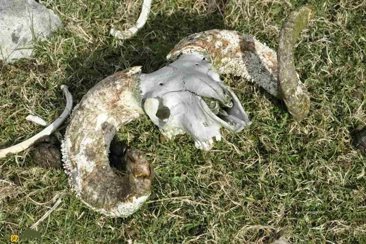 راز تاریک Onygena equina؛ ترسناک‌ترین قارچ جهان که استخوان می‌خورد و از جسد انسان و حیوان‌ها تغذیه می‌کند!
