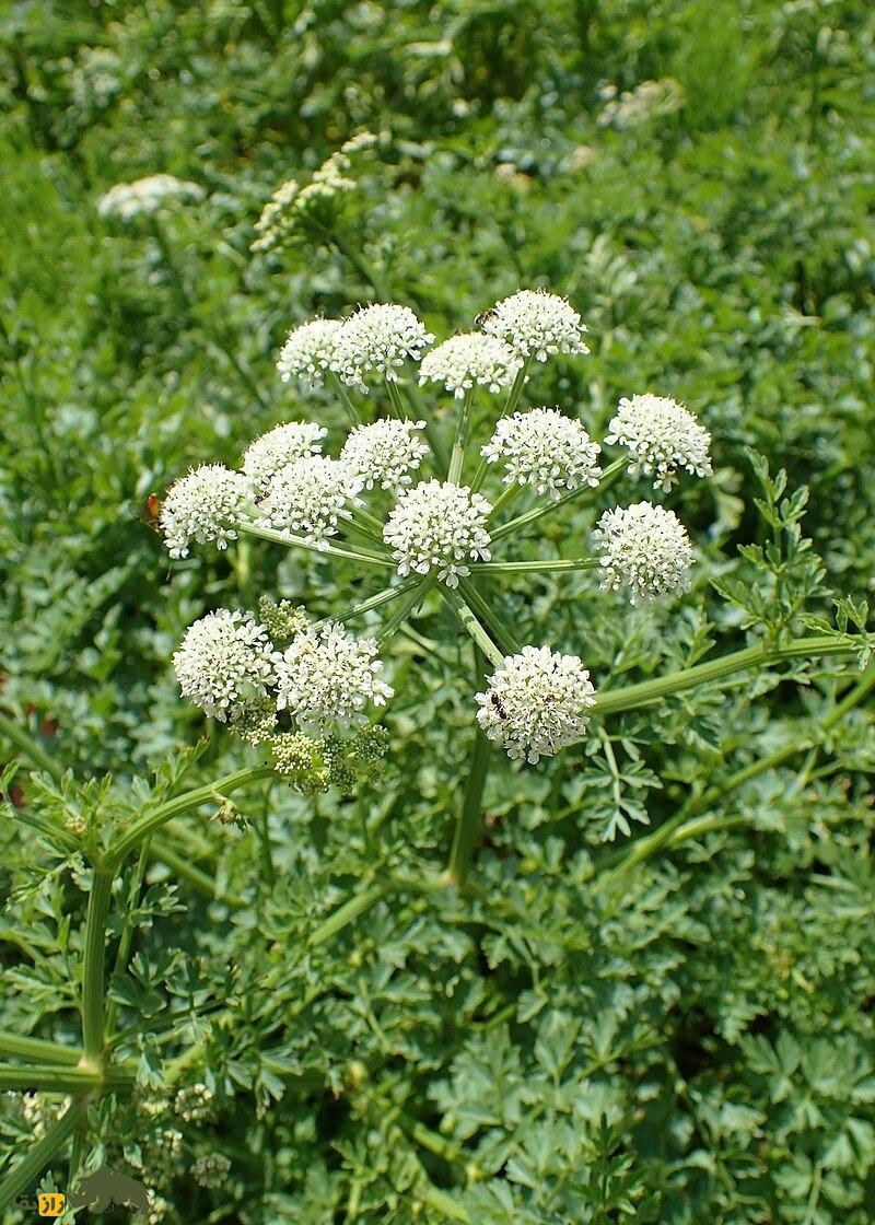 آب‌چکان یا گیاه جوکر