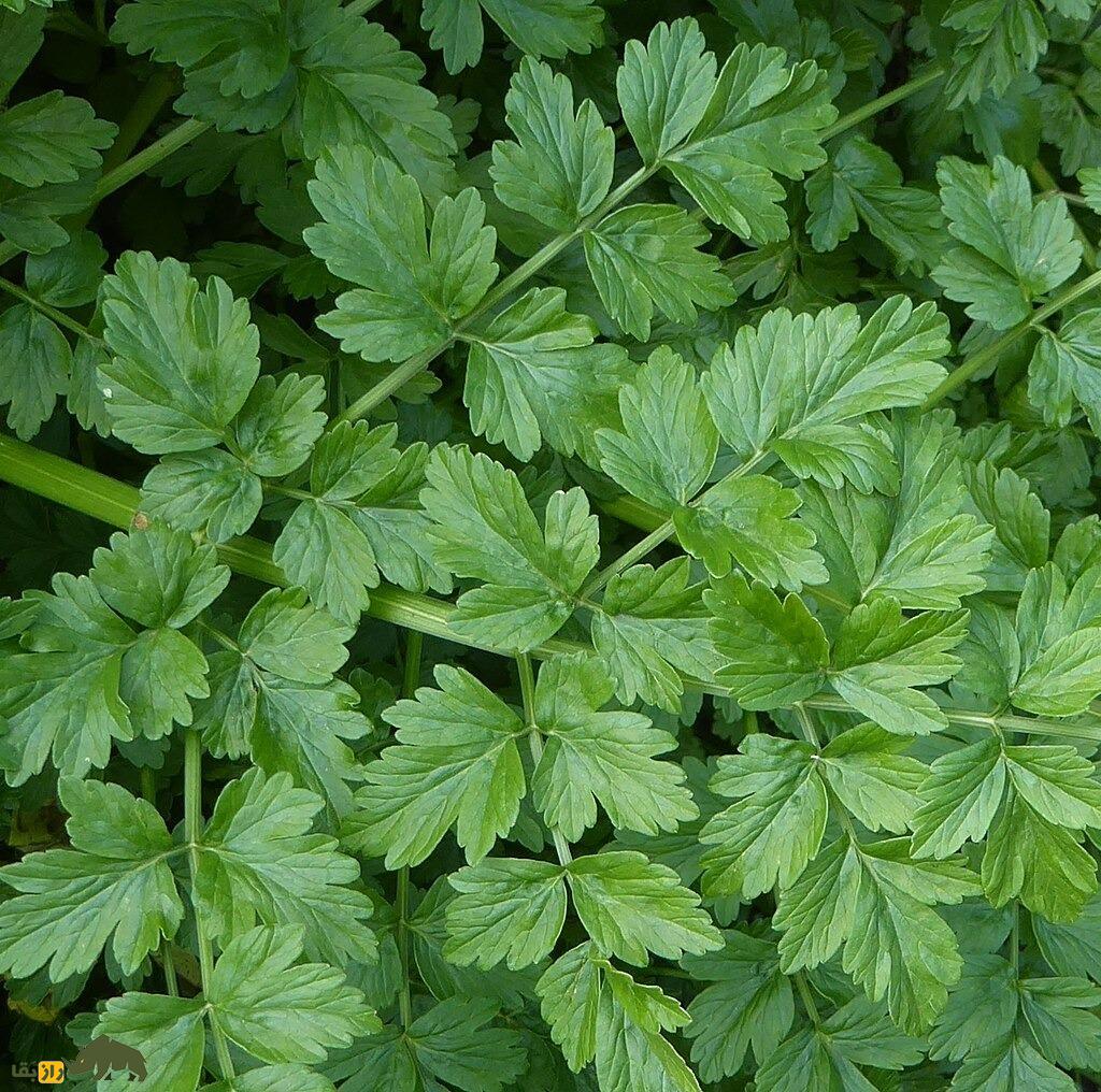 آب‌چکان یا گیاه جوکر