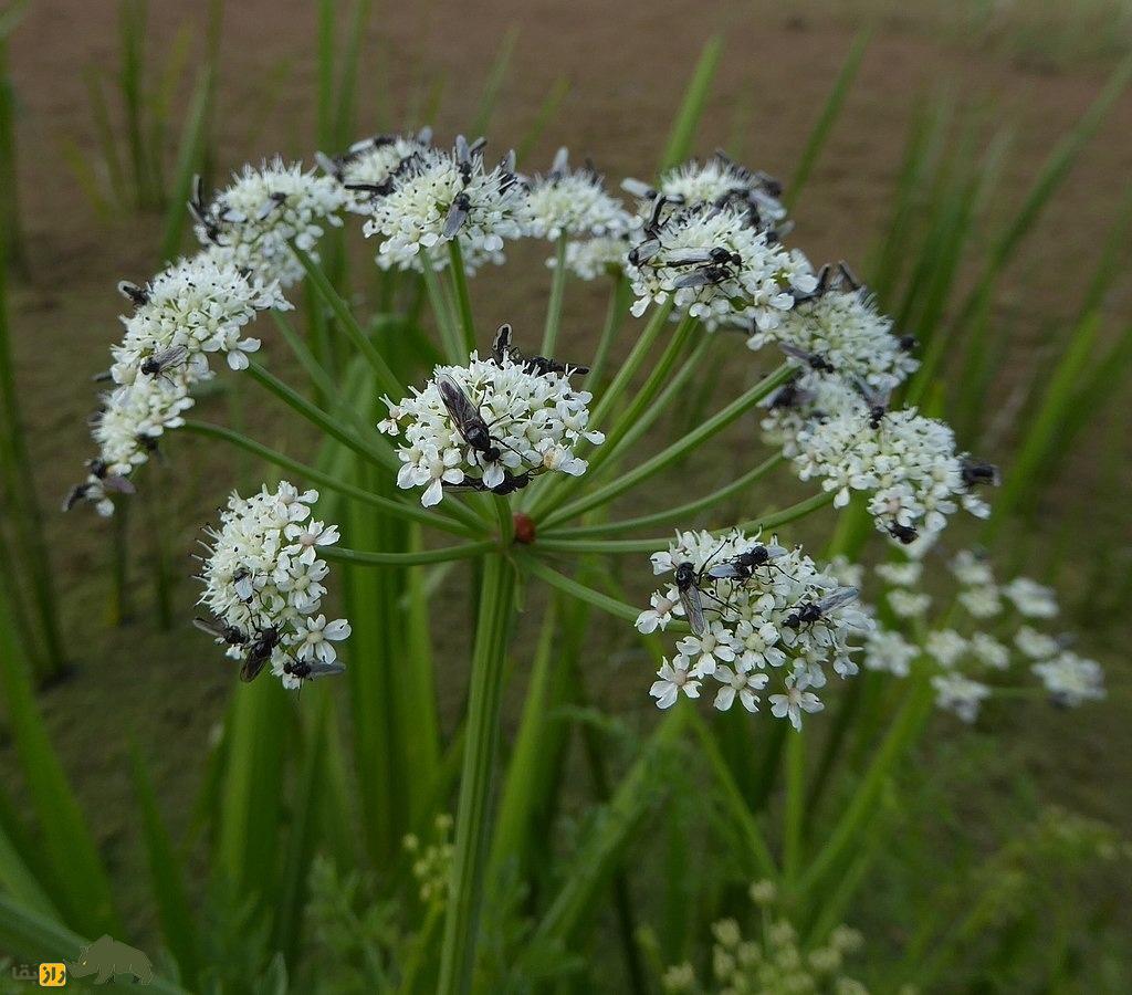 آب‌چکان یا گیاه جوکر