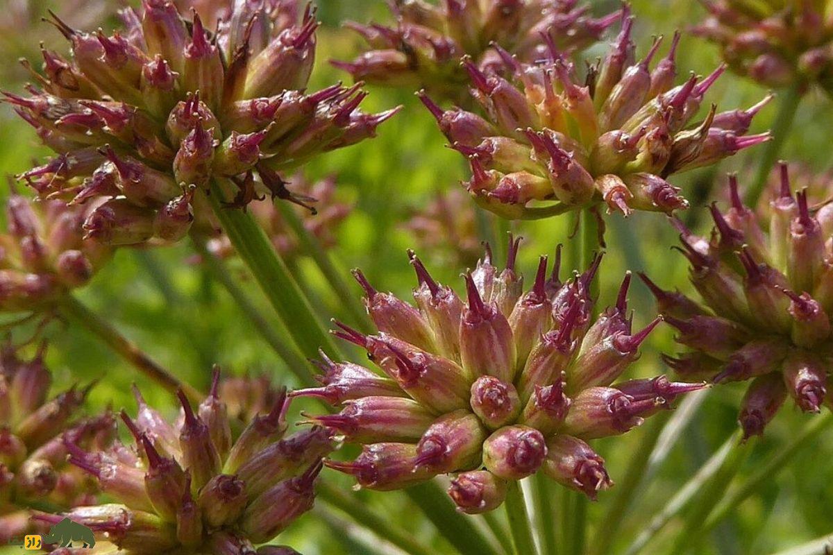 آب‌چکان یا گیاه جوکر