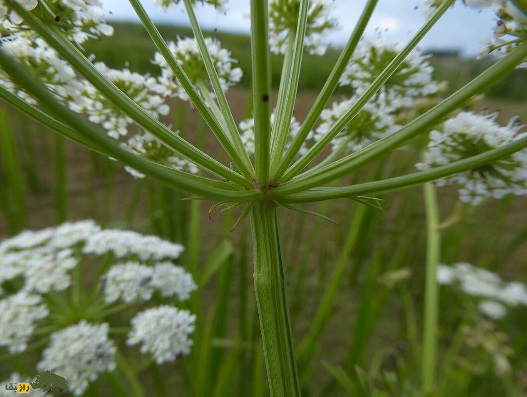آب‌چکان یا گیاه جوکر