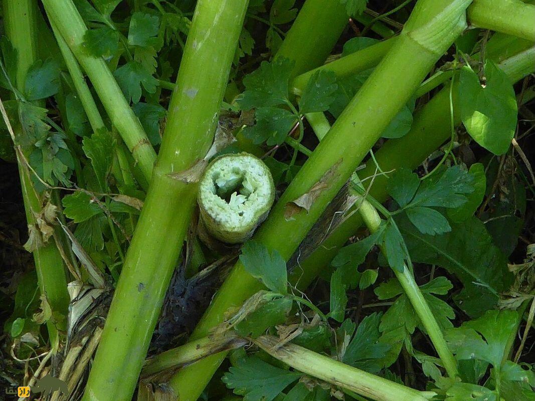 آب‌چکان یا گیاه جوکر