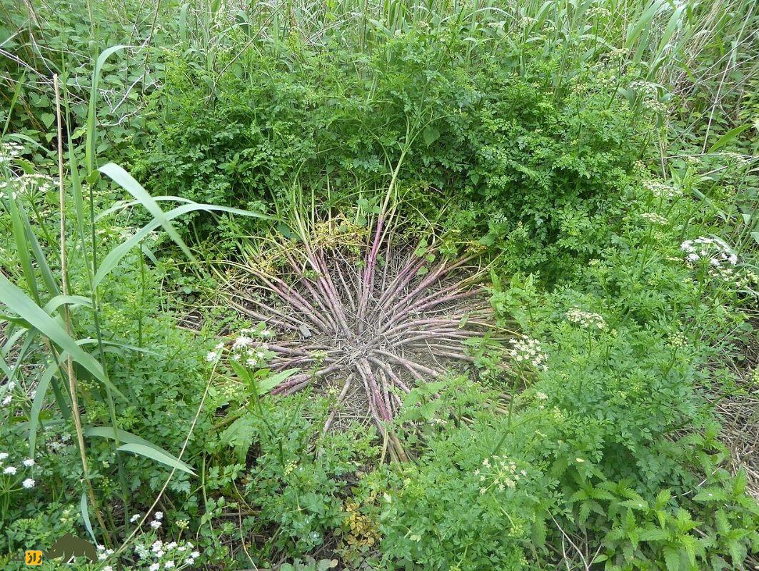 آب‌چکان یا گیاه جوکر