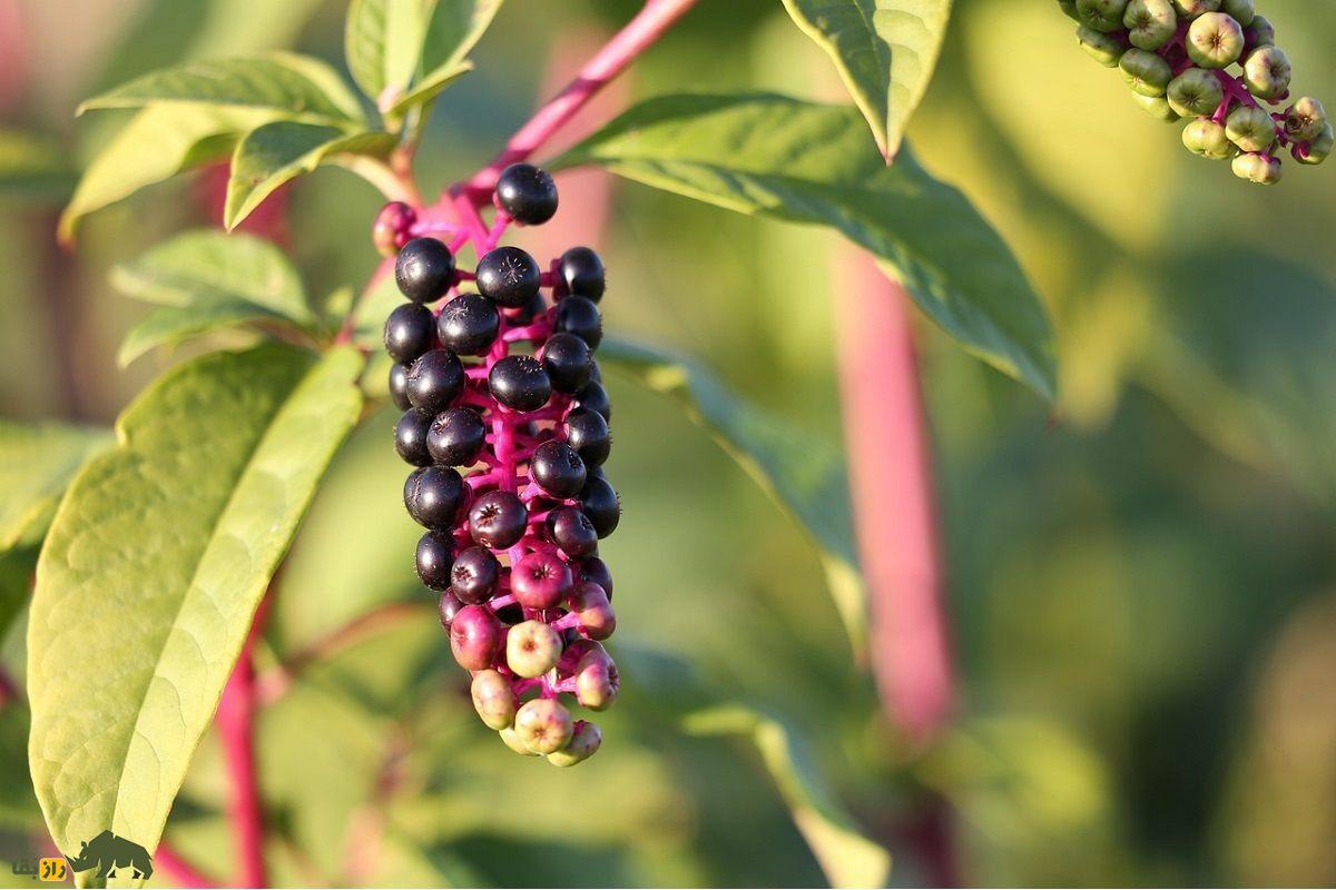 سرخابکولی آمریکایی؛ گیاهی وحشی و سمی که از آن مربا درست میکنند و ماده آرایشی سرخاب یا گلگونه از آن گرفته میشود سرخابکولی آمریکایی