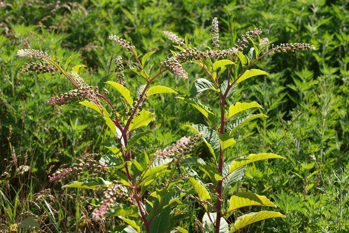 سرخابکولی آمریکایی؛ گیاهی وحشی و سمی که از آن مربا درست میکنند و ماده آرایشی سرخاب یا گلگونه از آن گرفته میشود سرخابکولی آمریکایی