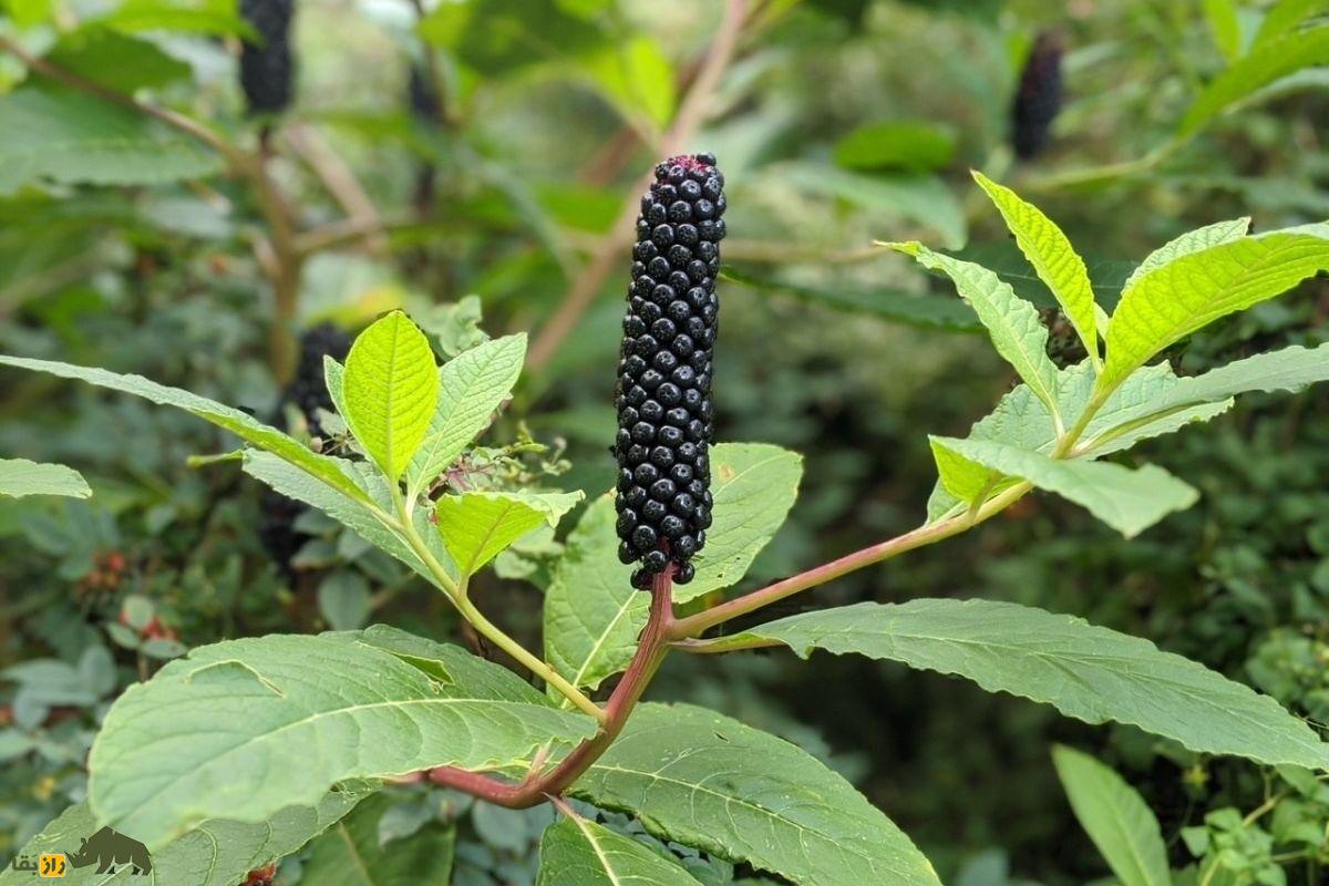 سرخابکولی آمریکایی؛ گیاهی وحشی و سمی که از آن مربا درست میکنند و ماده آرایشی سرخاب یا گلگونه از آن گرفته میشود سرخابکولی آمریکایی