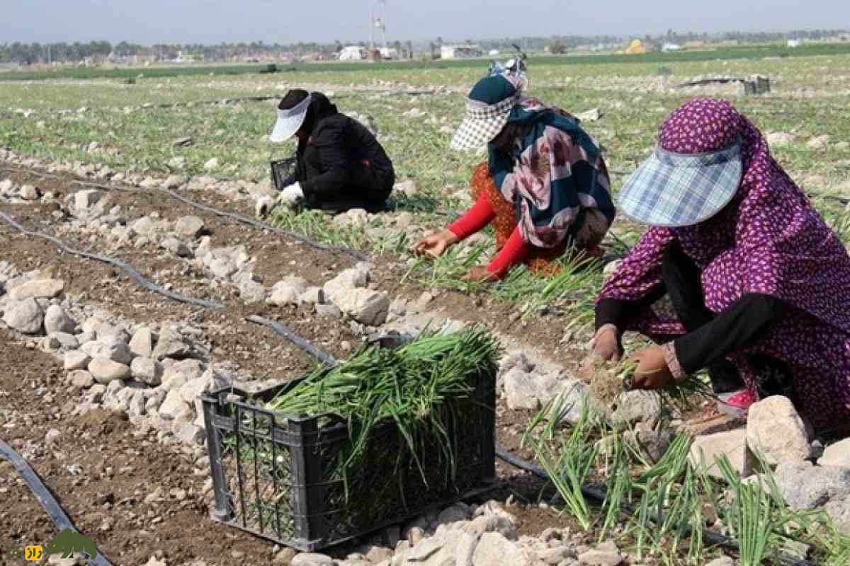 کشت پیاز در زمینهای کمآب سیستان و بلوچستان؛ راهکارهای نوین کشاورزی مقاوم و پرسود در شرایط سخت کشت پیاز در زمینهای کمآب سیستان و بلوچستان؛ راهکارهای نوین کشاورزی مقاوم و پرسود در شرایط سخت