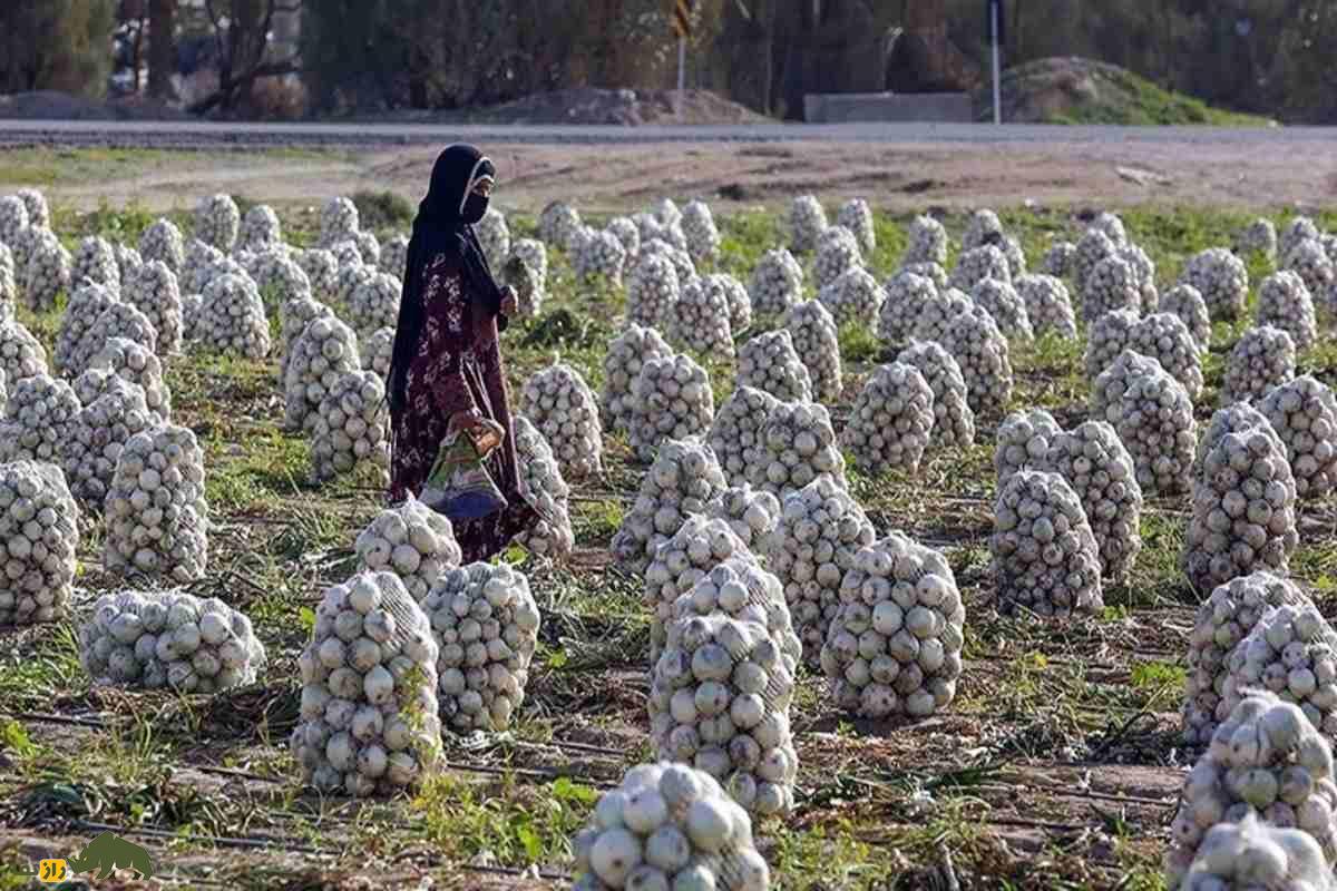 کشت پیاز در زمینهای کمآب سیستان و بلوچستان؛ راهکارهای نوین کشاورزی مقاوم و پرسود در شرایط سخت کشت پیاز در زمینهای کمآب سیستان و بلوچستان؛ راهکارهای نوین کشاورزی مقاوم و پرسود در شرایط سخت