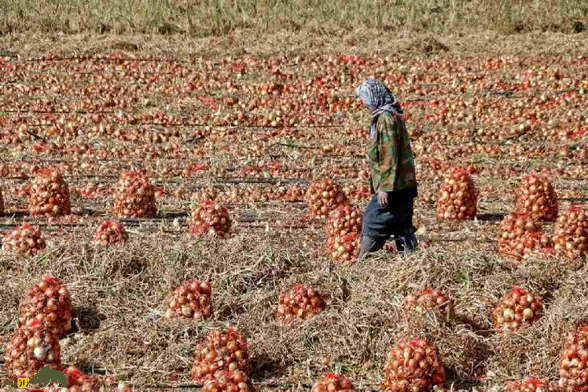 کشت پیاز در زمینهای کمآب سیستان و بلوچستان؛ راهکارهای نوین کشاورزی مقاوم و پرسود در شرایط سخت کشت پیاز در زمینهای کمآب سیستان و بلوچستان؛ راهکارهای نوین کشاورزی مقاوم و پرسود در شرایط سخت