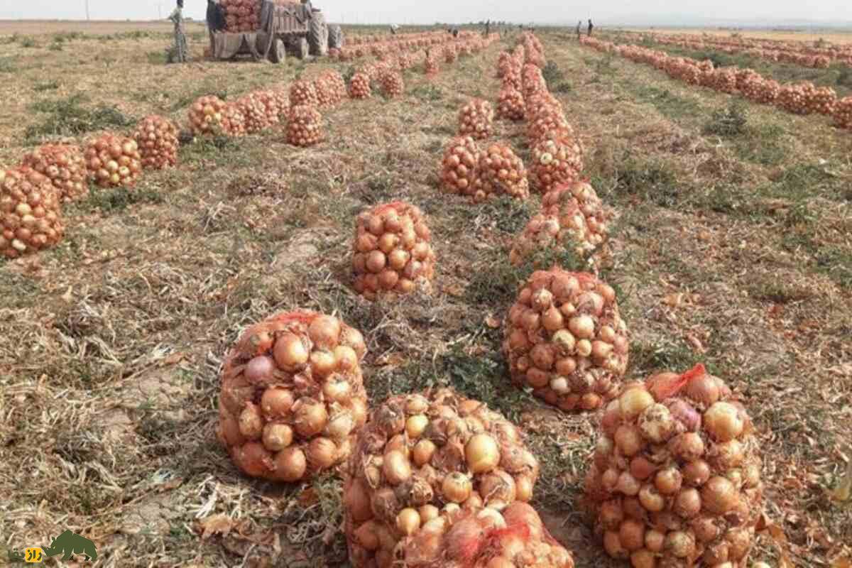 کشت پیاز در زمینهای کمآب سیستان و بلوچستان؛ راهکارهای نوین کشاورزی مقاوم و پرسود در شرایط سخت کشت پیاز در زمینهای کمآب سیستان و بلوچستان؛ راهکارهای نوین کشاورزی مقاوم و پرسود در شرایط سخت