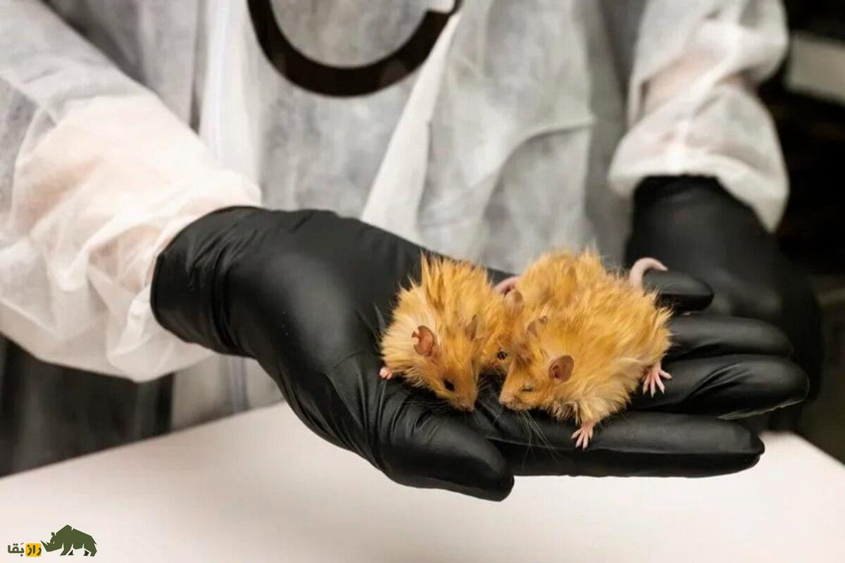 موشهای فرفری ژنتیکی؛ راز موهای مجعد و قدرت شگفتانگیزشان در تحقیقات پزشکی و ژنتیک موشهای فرفری ژنتیکی؛ راز موهای مجعد و قدرت شگفتانگیزشان در تحقیقات پزشکی و ژنتیک