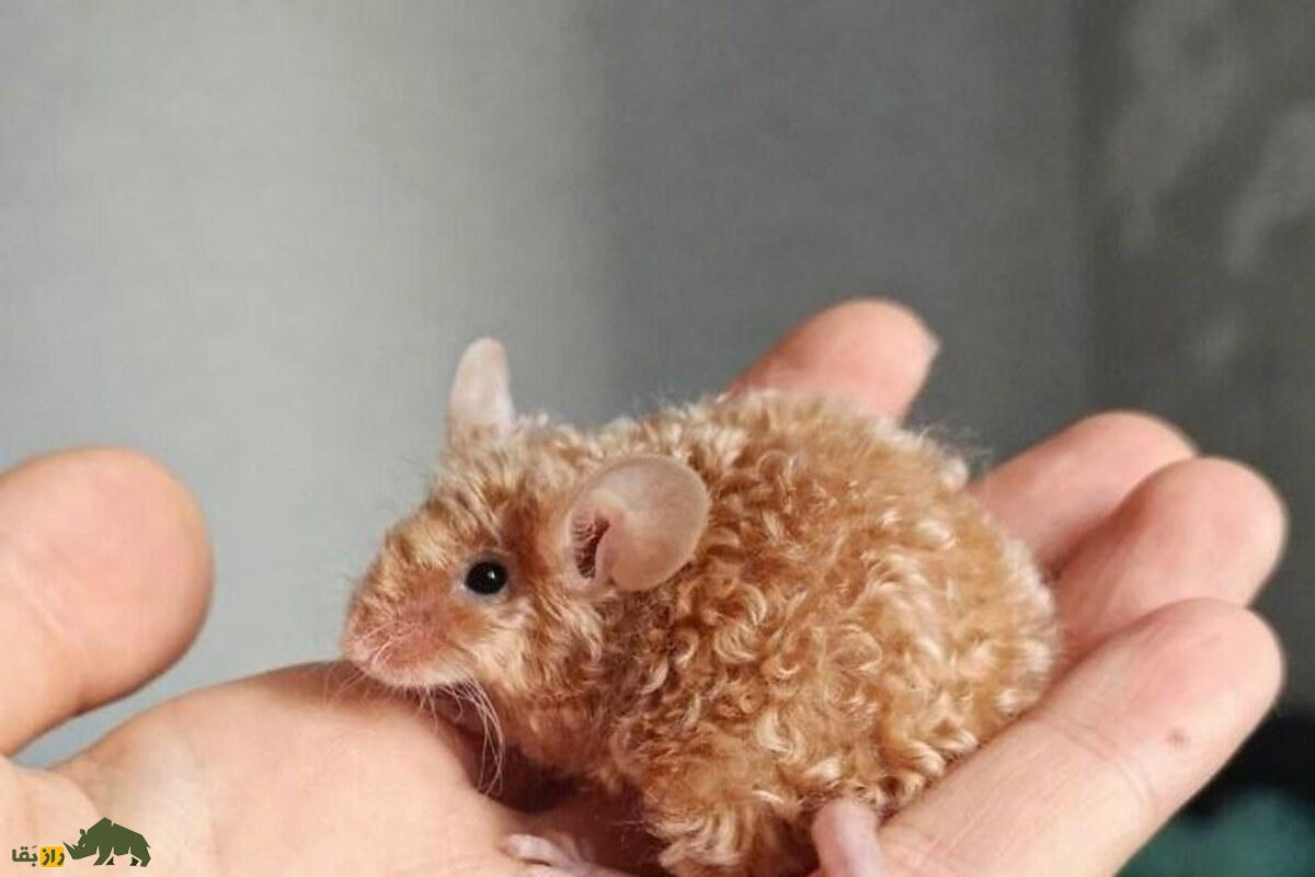 موشهای فرفری ژنتیکی؛ راز موهای مجعد و قدرت شگفتانگیزشان در تحقیقات پزشکی و ژنتیک موشهای فرفری ژنتیکی؛ راز موهای مجعد و قدرت شگفتانگیزشان در تحقیقات پزشکی و ژنتیک