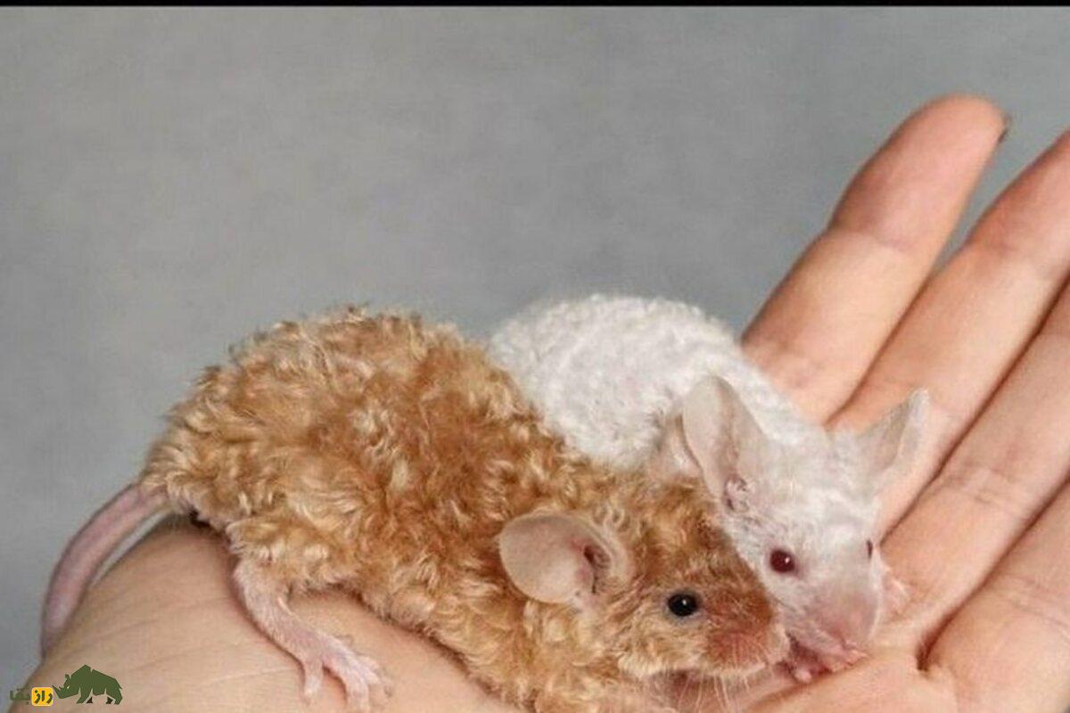 موشهای فرفری ژنتیکی؛ راز موهای مجعد و قدرت شگفتانگیزشان در تحقیقات پزشکی و ژنتیک موشهای فرفری ژنتیکی؛ راز موهای مجعد و قدرت شگفتانگیزشان در تحقیقات پزشکی و ژنتیک