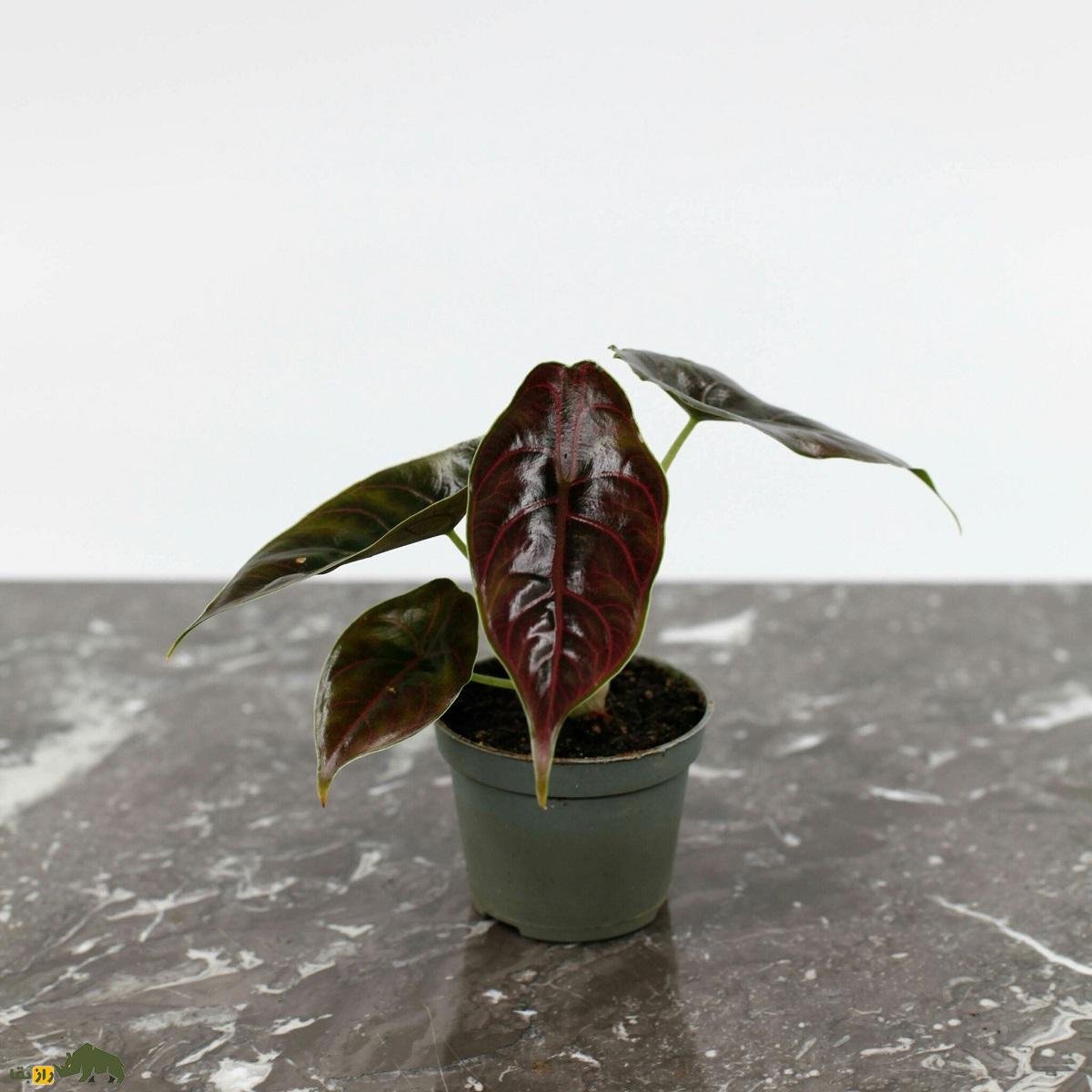 مامبوی قرمز