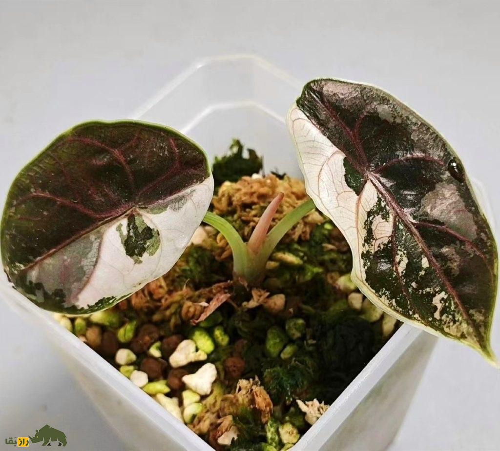 مامبوی قرمز