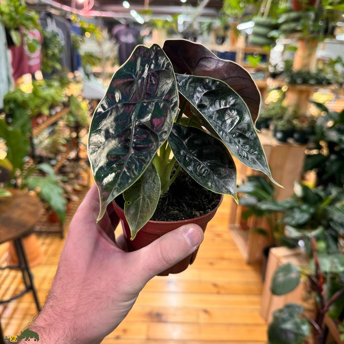 مامبوی قرمز