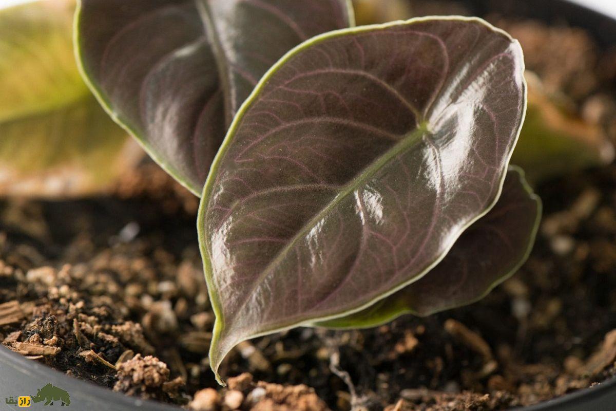 مامبوی قرمز