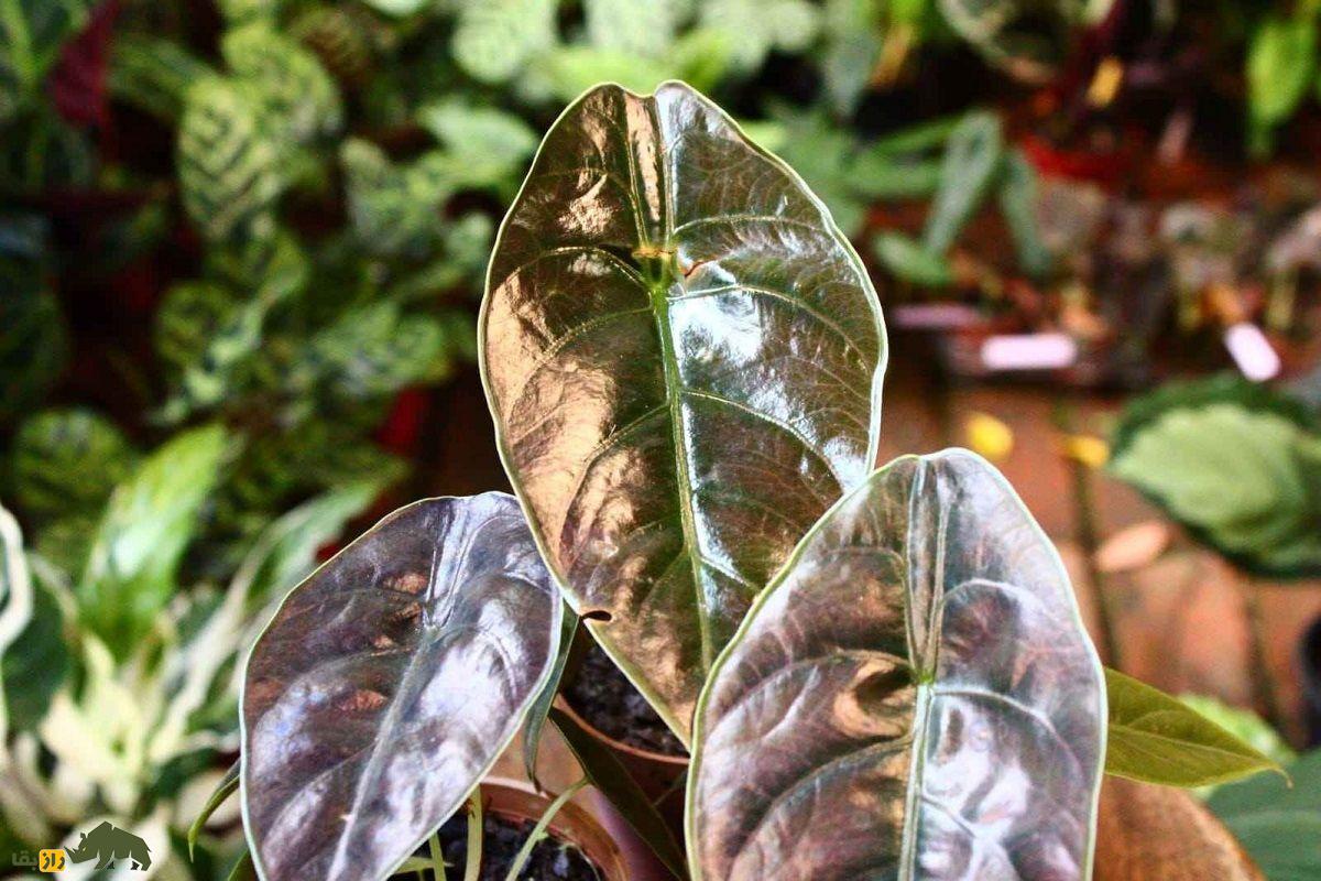 مامبوی قرمز