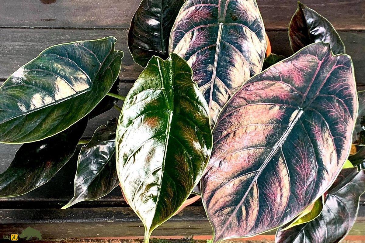 مامبوی قرمز