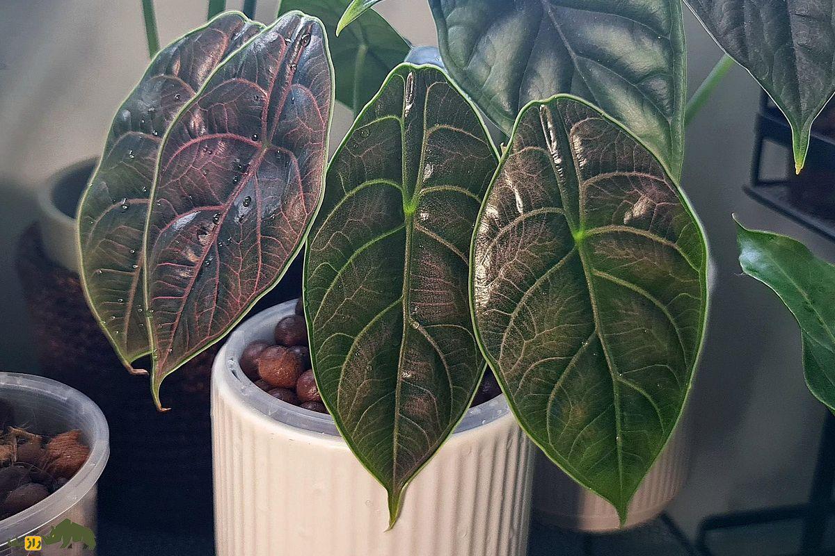 مامبوی قرمز