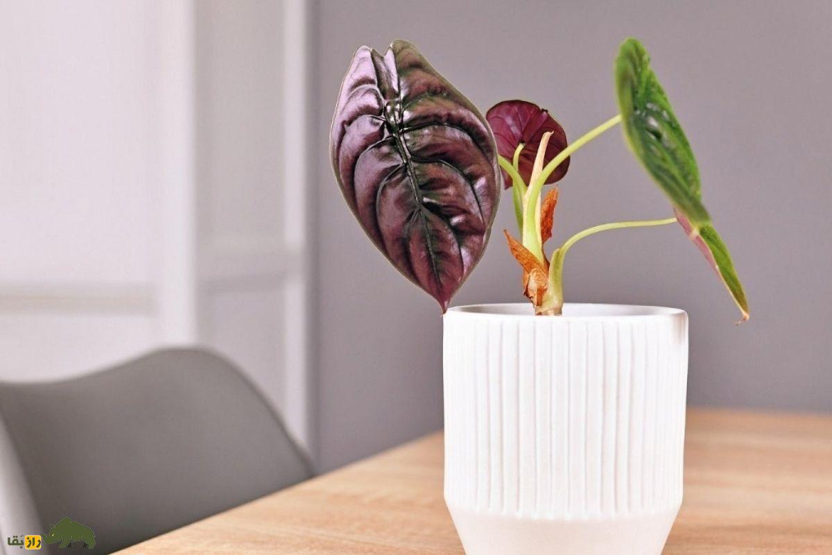 مامبوی قرمز